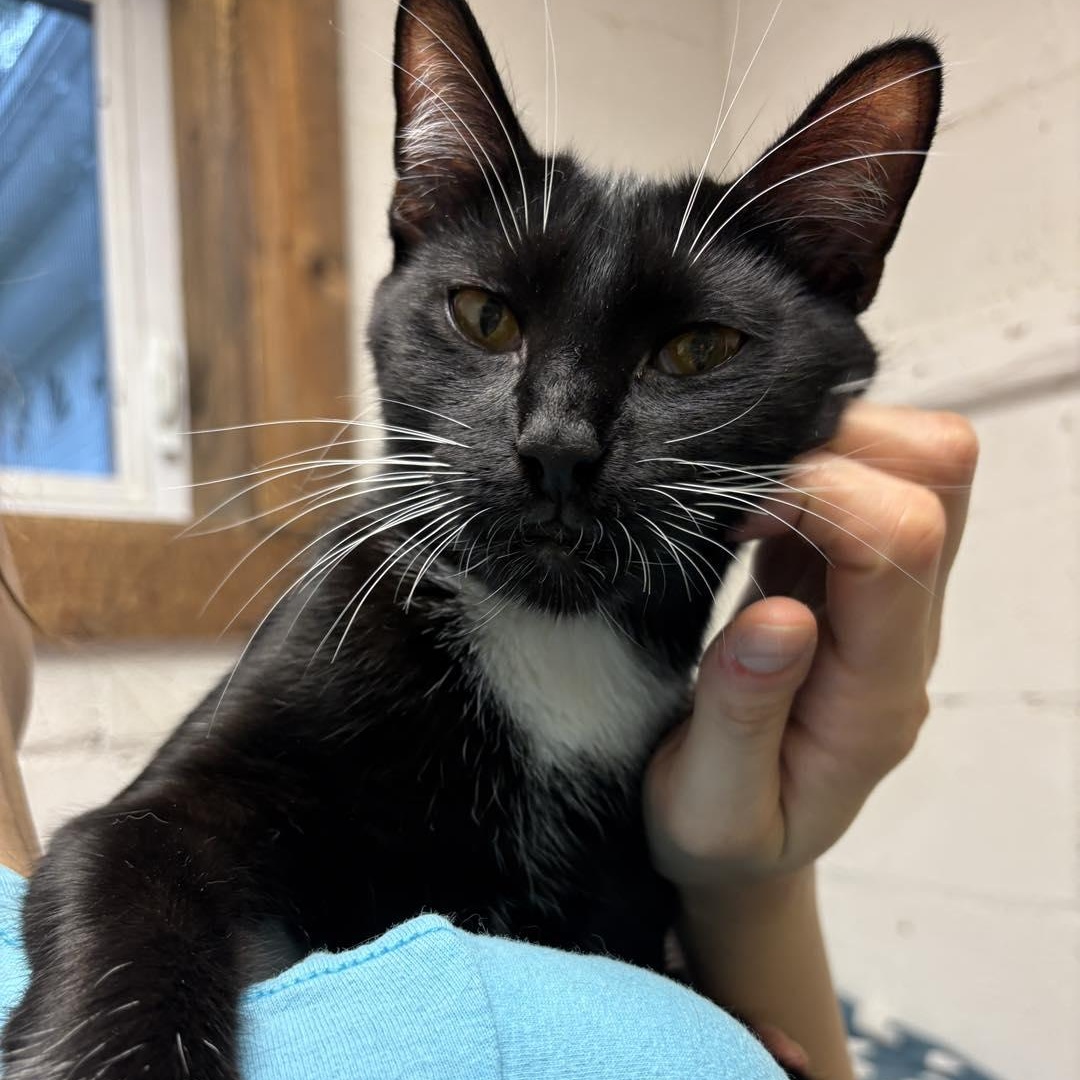 Jimmy, a Adoptable Domestic Short Hair in Beacon, NY image 6/6