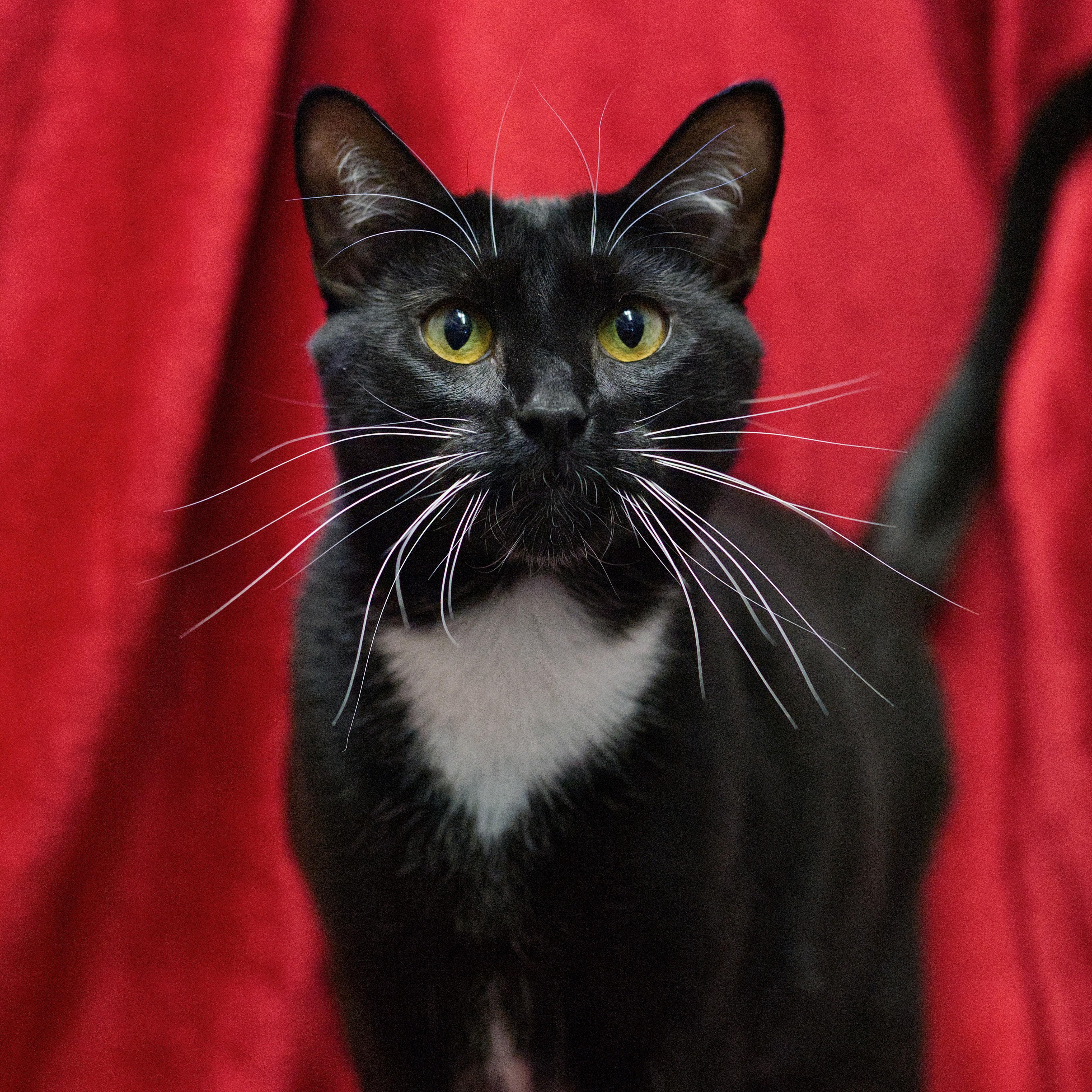 Enlarge Jimmy, a Adoptable Domestic Short Hair in Beacon, NY image 1/6