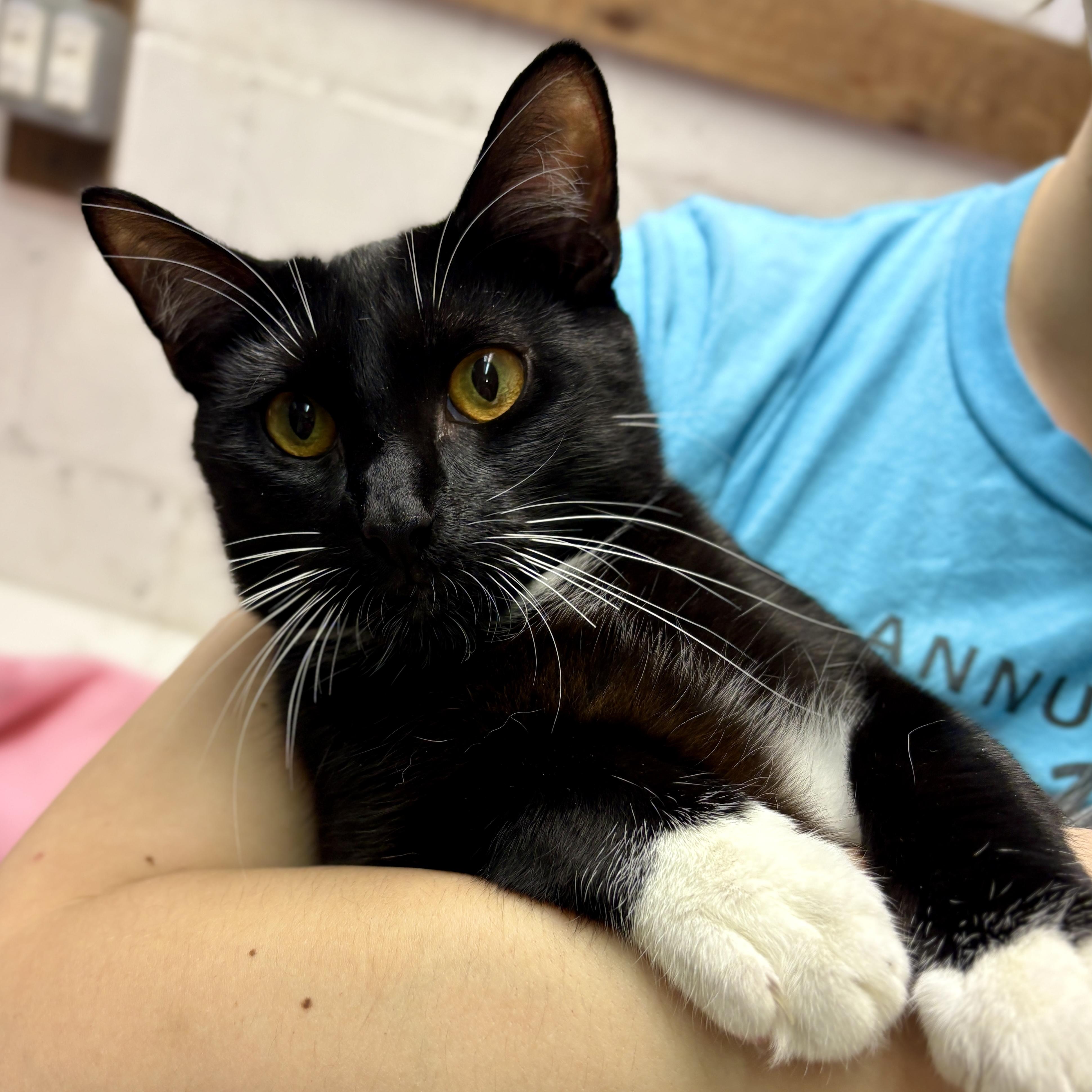 Jimmy, Adoptable, Kitten Male Domestic Short Hair.
