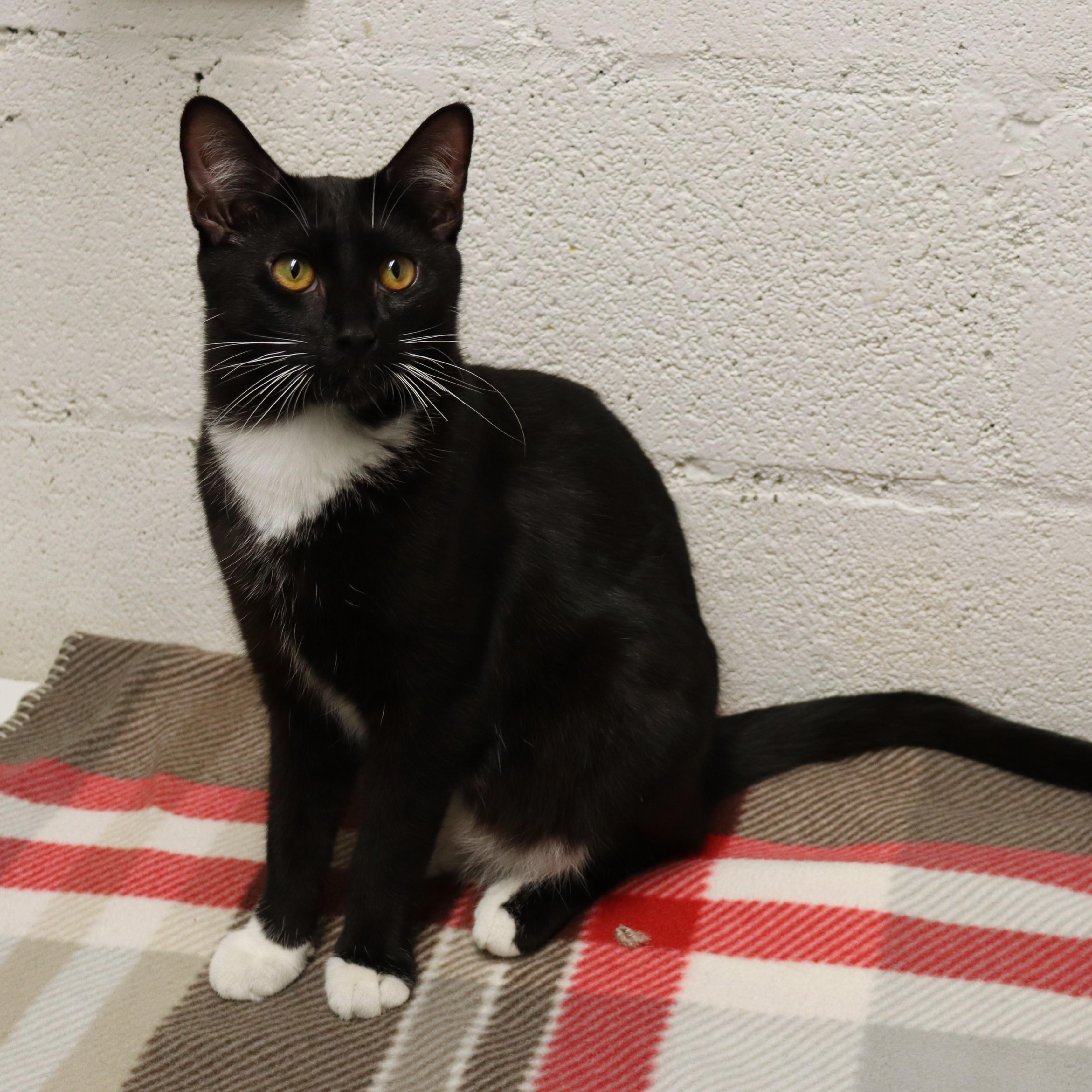 Jimmy, a Adoptable Domestic Short Hair in Beacon, NY image 2/6