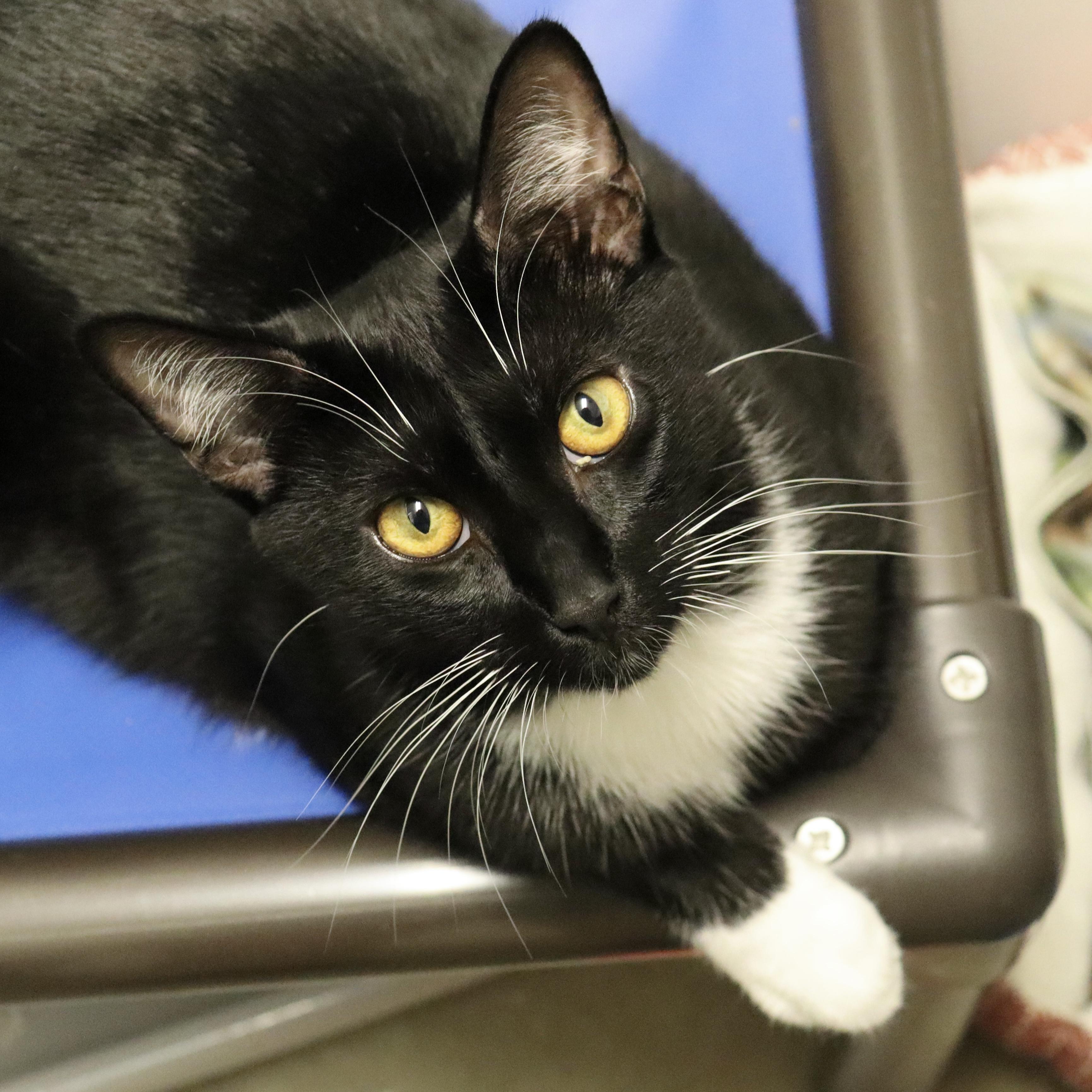 Jimmy, a Adoptable Domestic Short Hair in Beacon, NY image 5/6