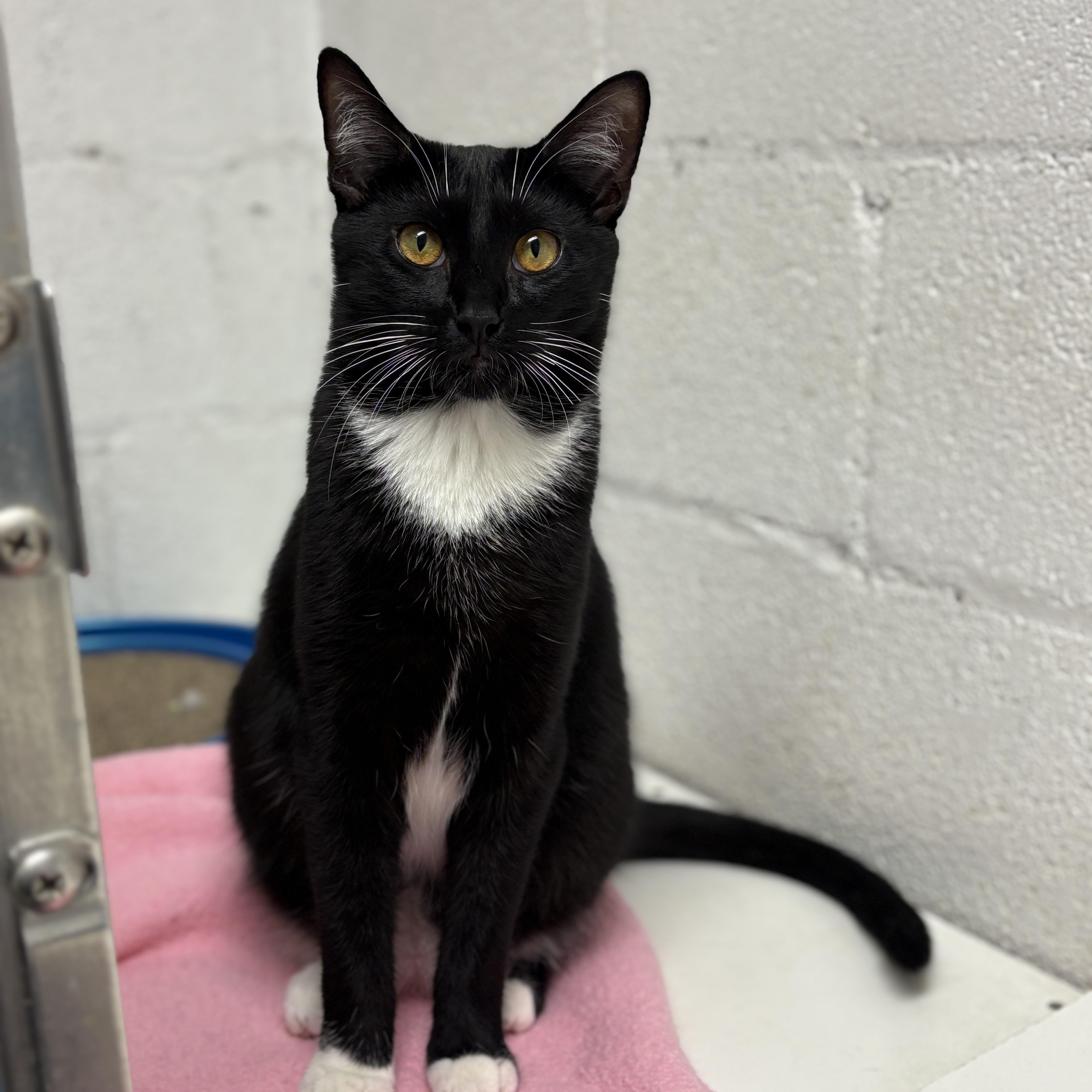 Jimmy, a Adoptable Domestic Short Hair in Beacon, NY image 3/6