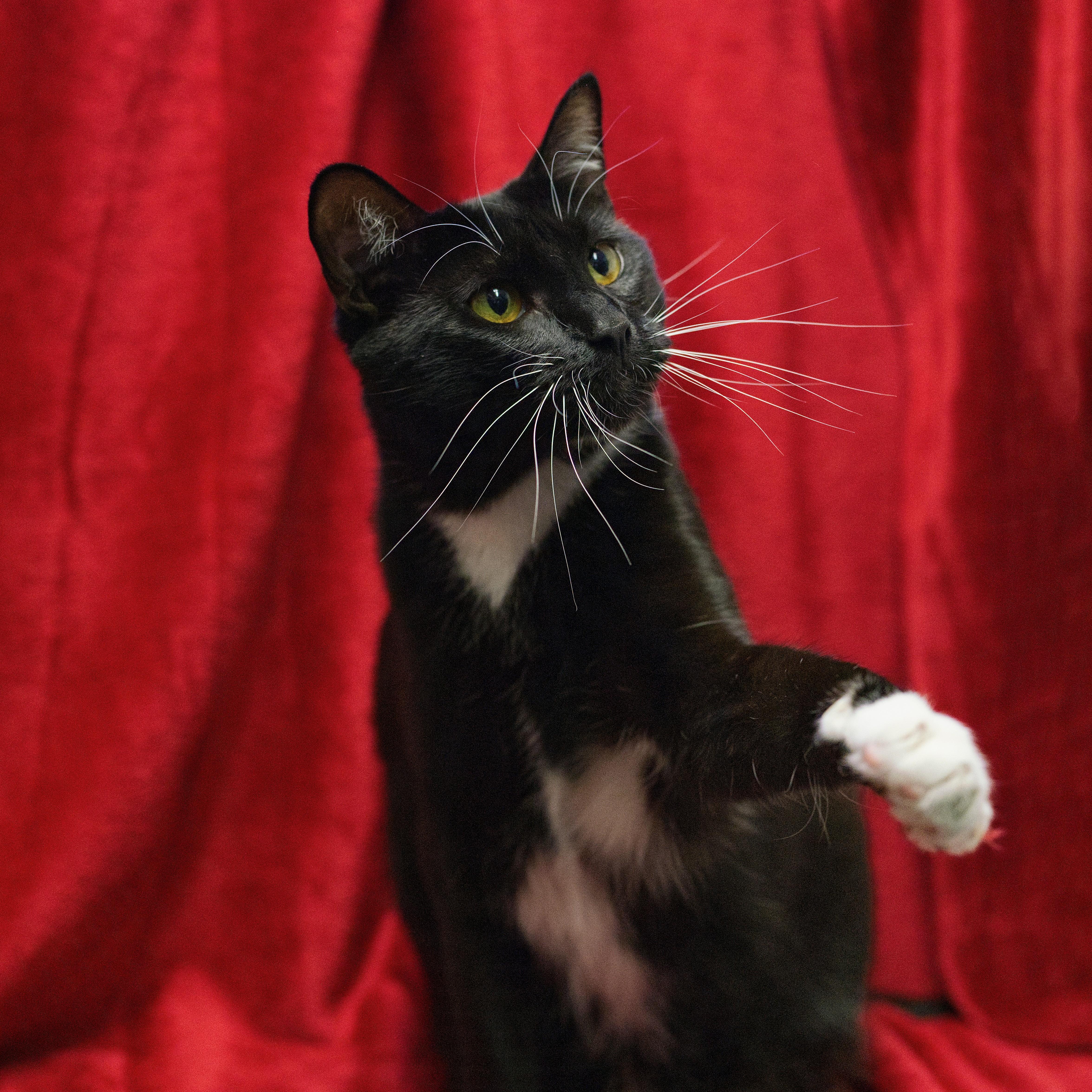 Enlarge Jimmy, a Adoptable Domestic Short Hair in Beacon, NY image 2/6