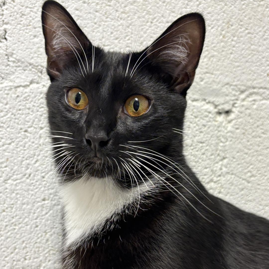 Jimmy, a Adoptable Domestic Short Hair in Beacon, NY image 4/6