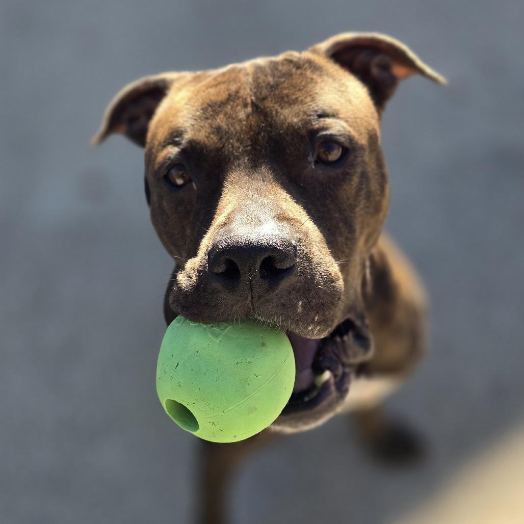 Enlarge Humphrey, a Adoptable Pit Bull Terrier in Dixon, IL image 1/1