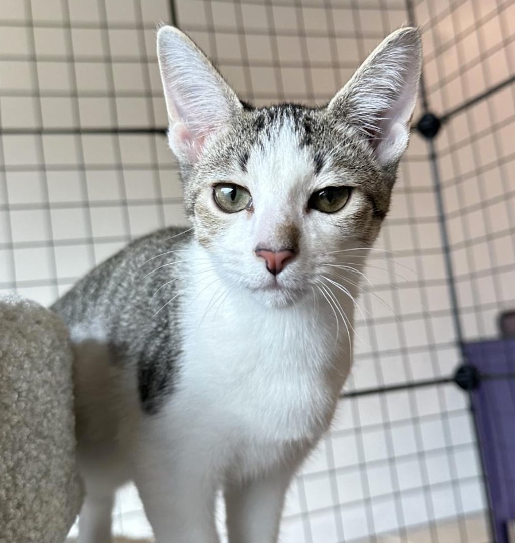 Wallamina, Adopted, Kitten Female Domestic Short Hair.