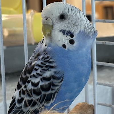 Bubbles, Adoptable, Young Unknown Conure.