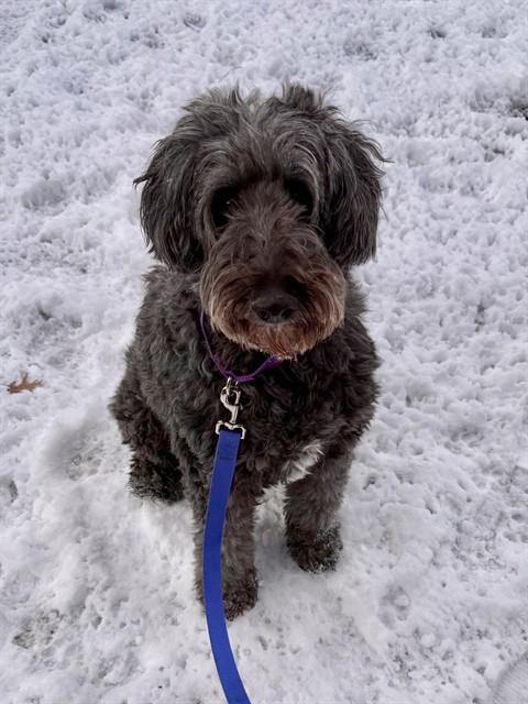 RAVEN, Adoptable, Adult Female Poodle & Mixed Breed.