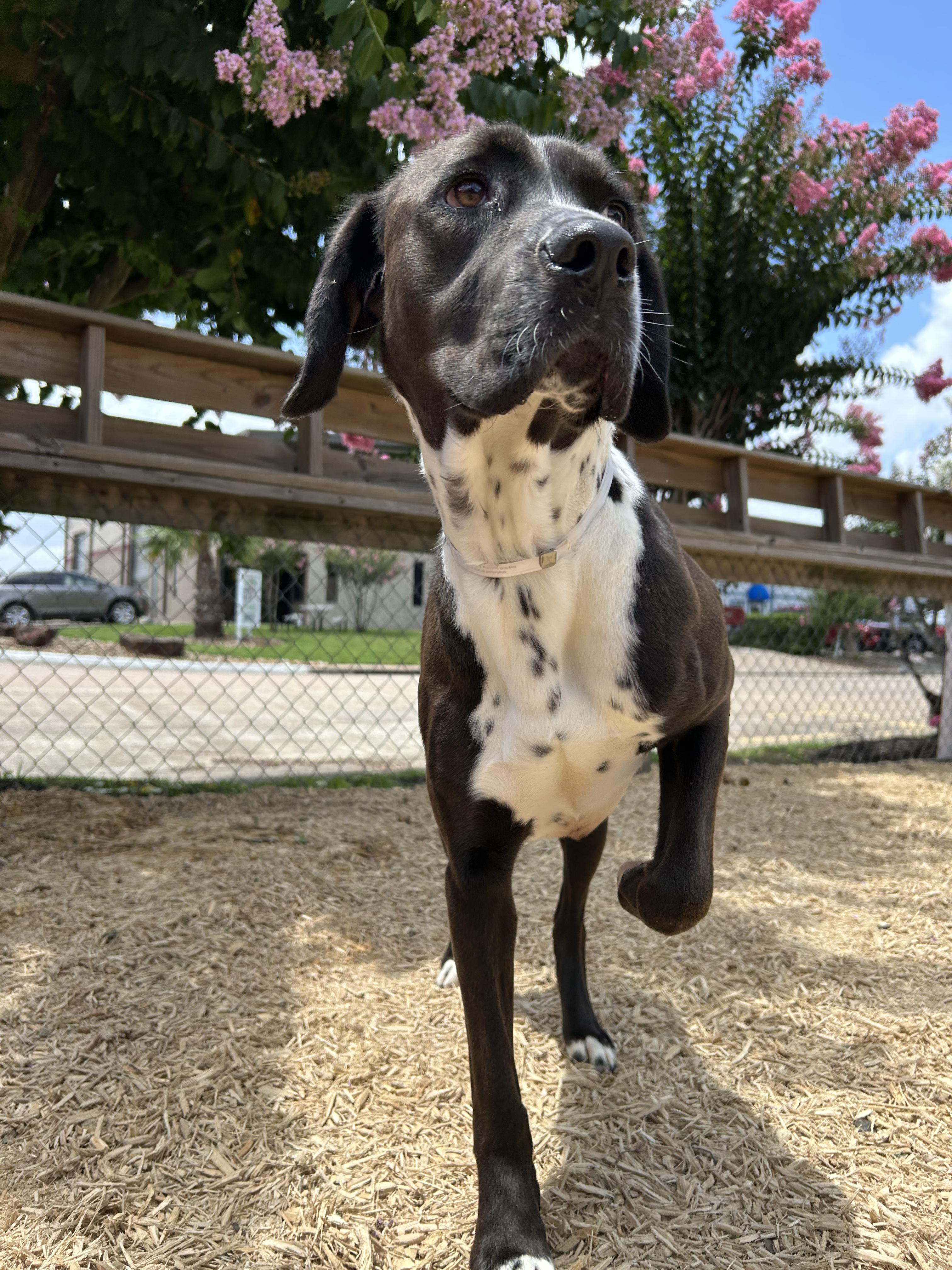 Day Day, a Adopted mixed breed in Brattleboro, VT image 5/5