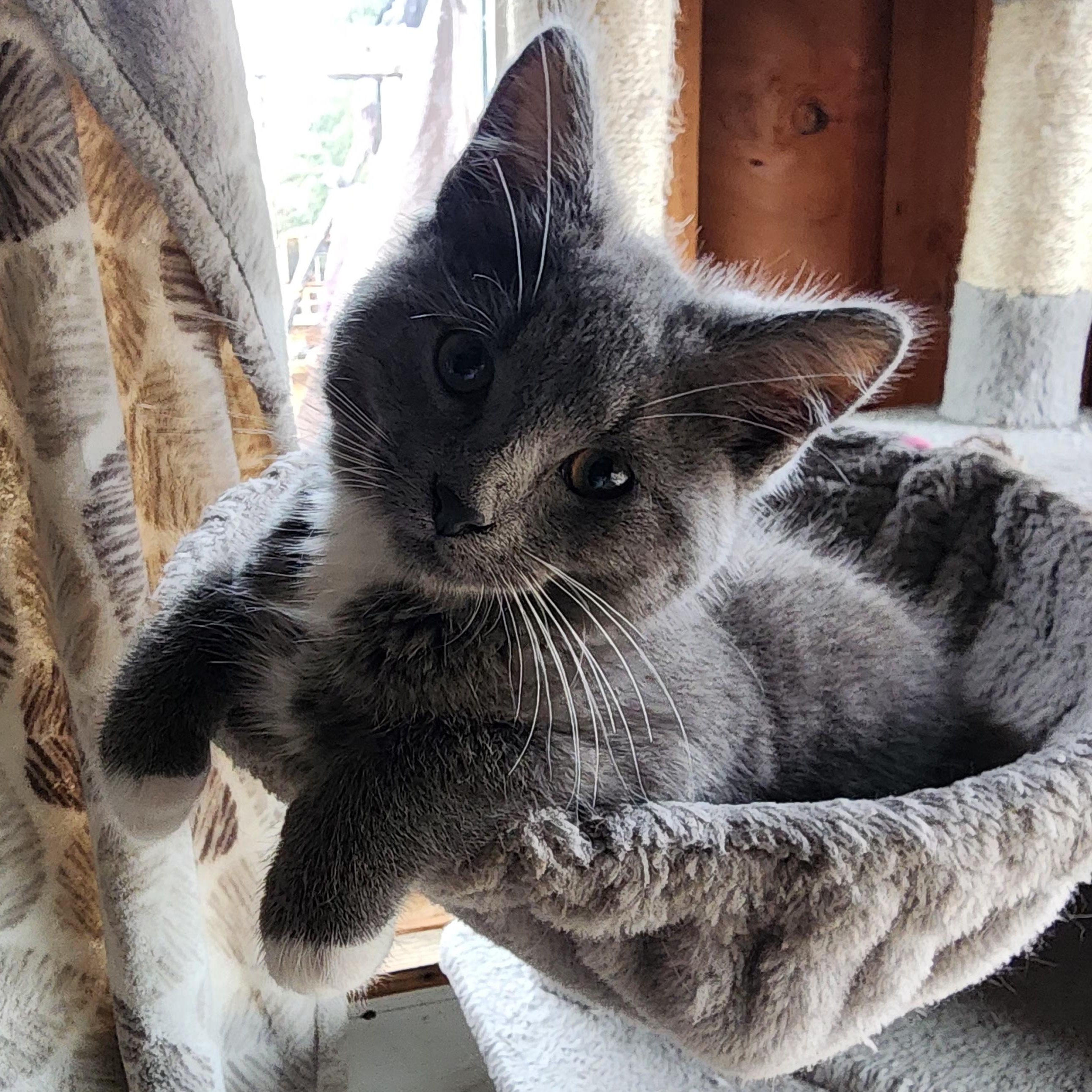 Mr. Cuddles, an adopted Domestic Short Hair in Springfield, OR image 1/2