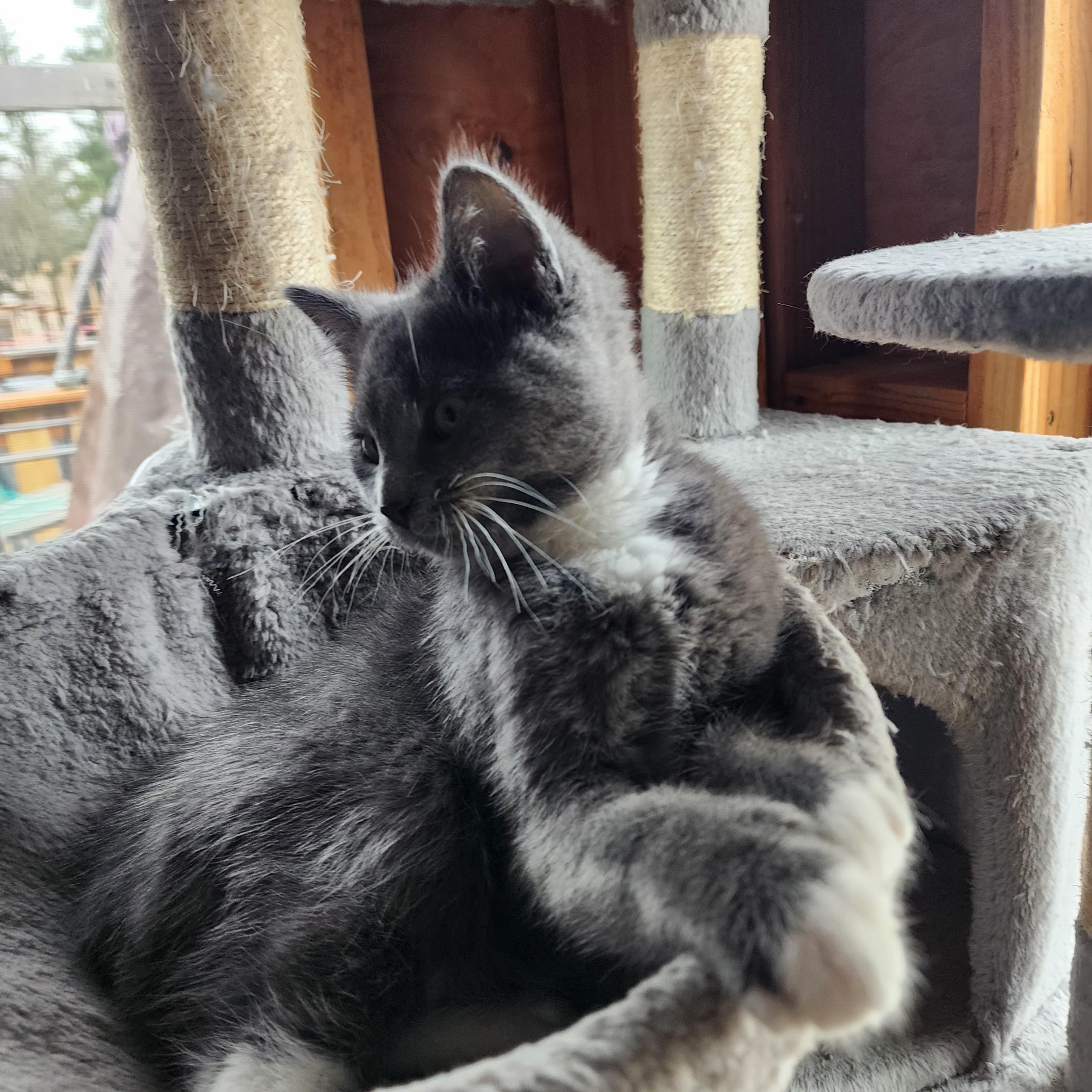 Mr. Cuddles, an adopted Domestic Short Hair in Springfield, OR image 2/2