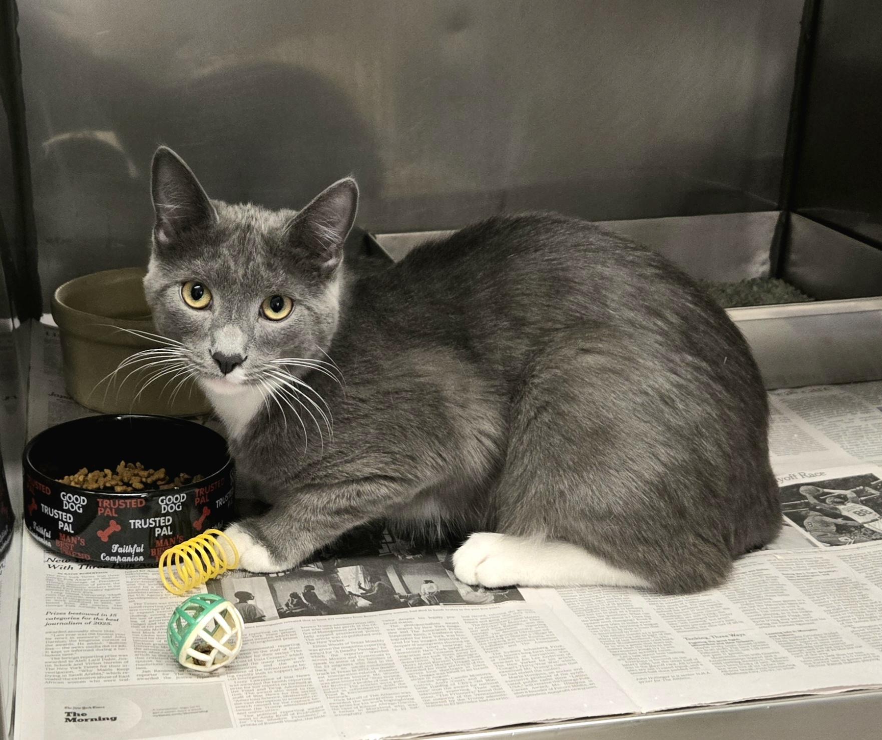 Enlarge Shark, an adopted Domestic Short Hair in Arlington Heights, IL image 6/6