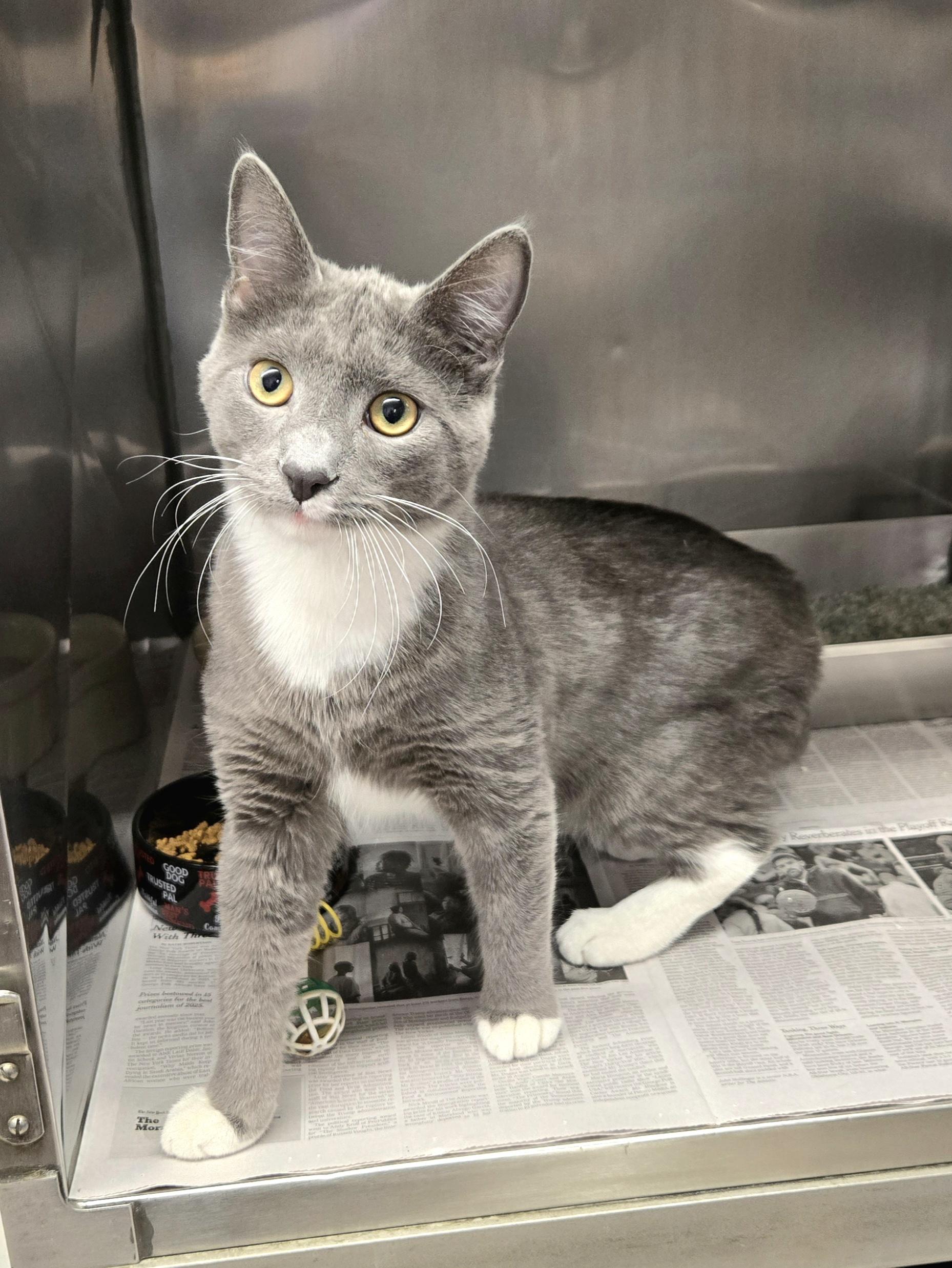 Enlarge Shark, an adopted Domestic Short Hair in Arlington Heights, IL image 5/6