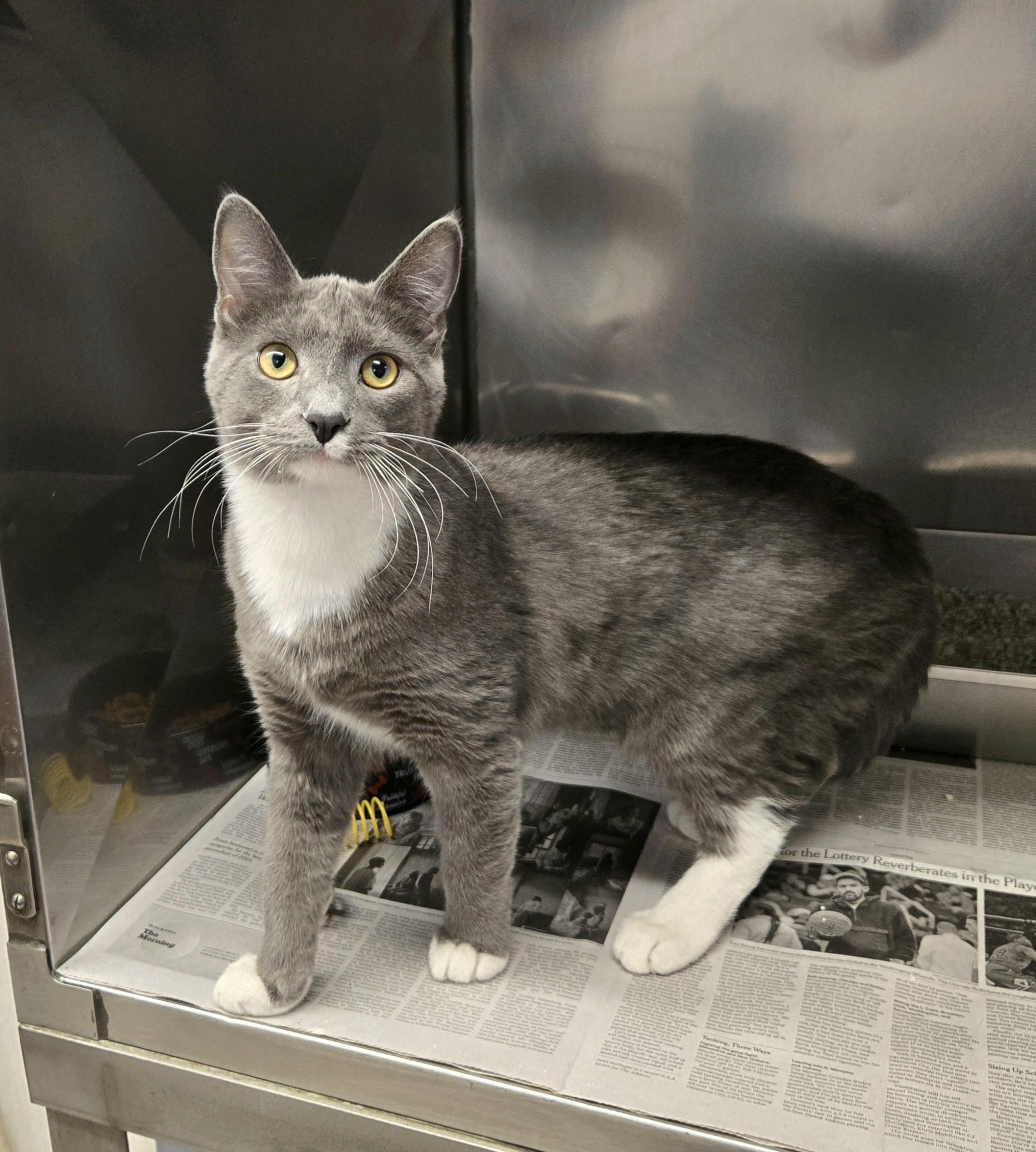 Enlarge Shark, an adopted Domestic Short Hair in Arlington Heights, IL image 2/6
