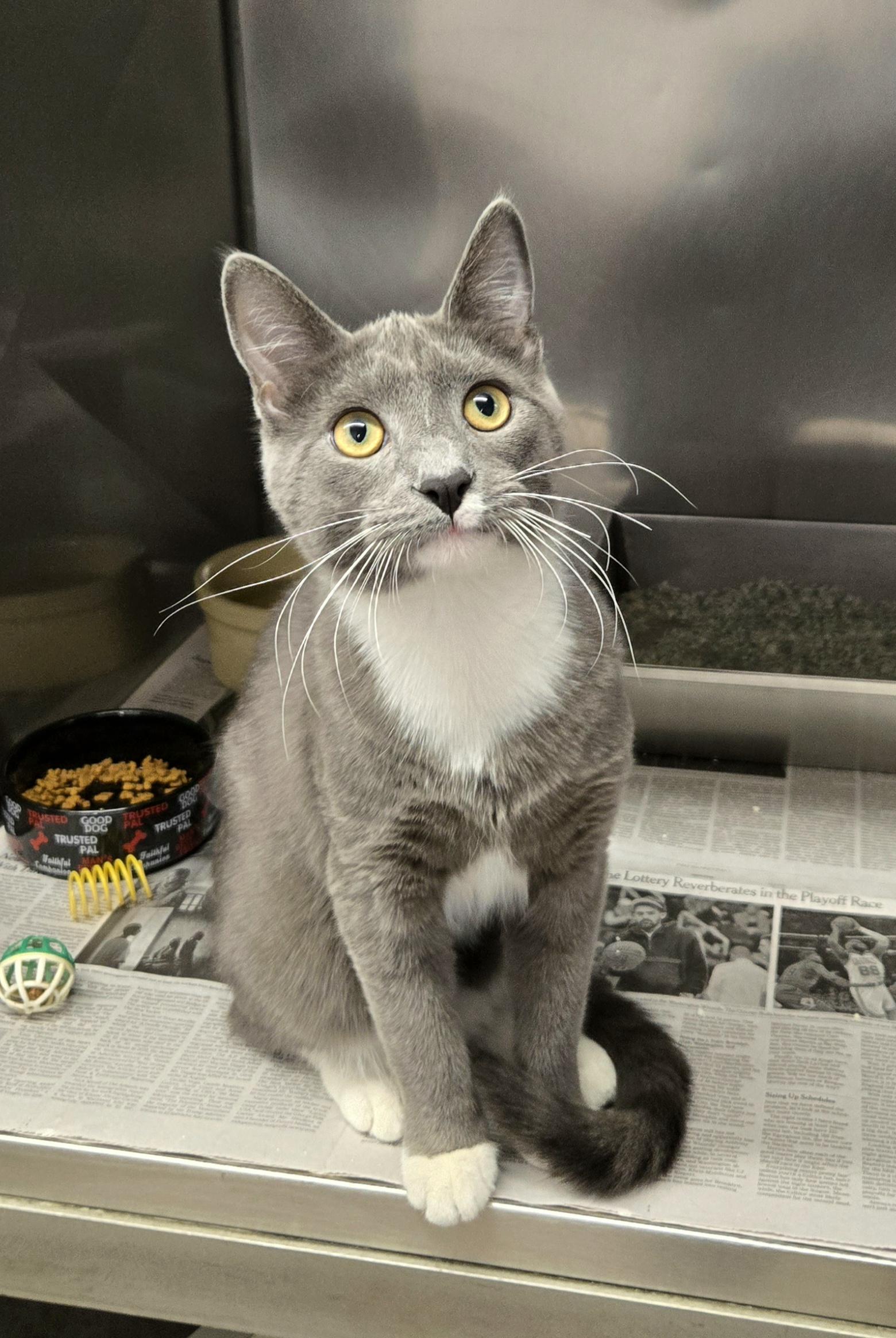 Enlarge Shark, an adopted Domestic Short Hair in Arlington Heights, IL image 1/6