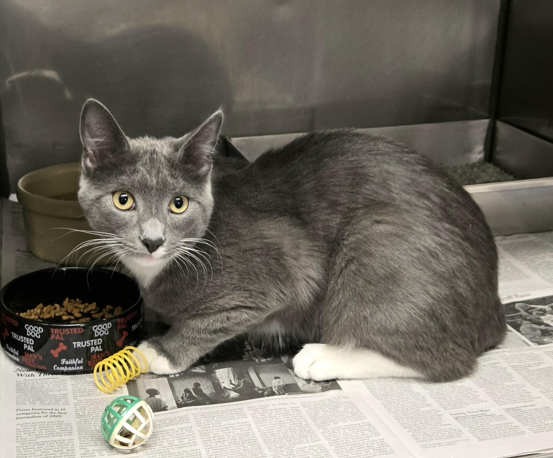 Enlarge Shark, an adopted Domestic Short Hair in Arlington Heights, IL image 4/6