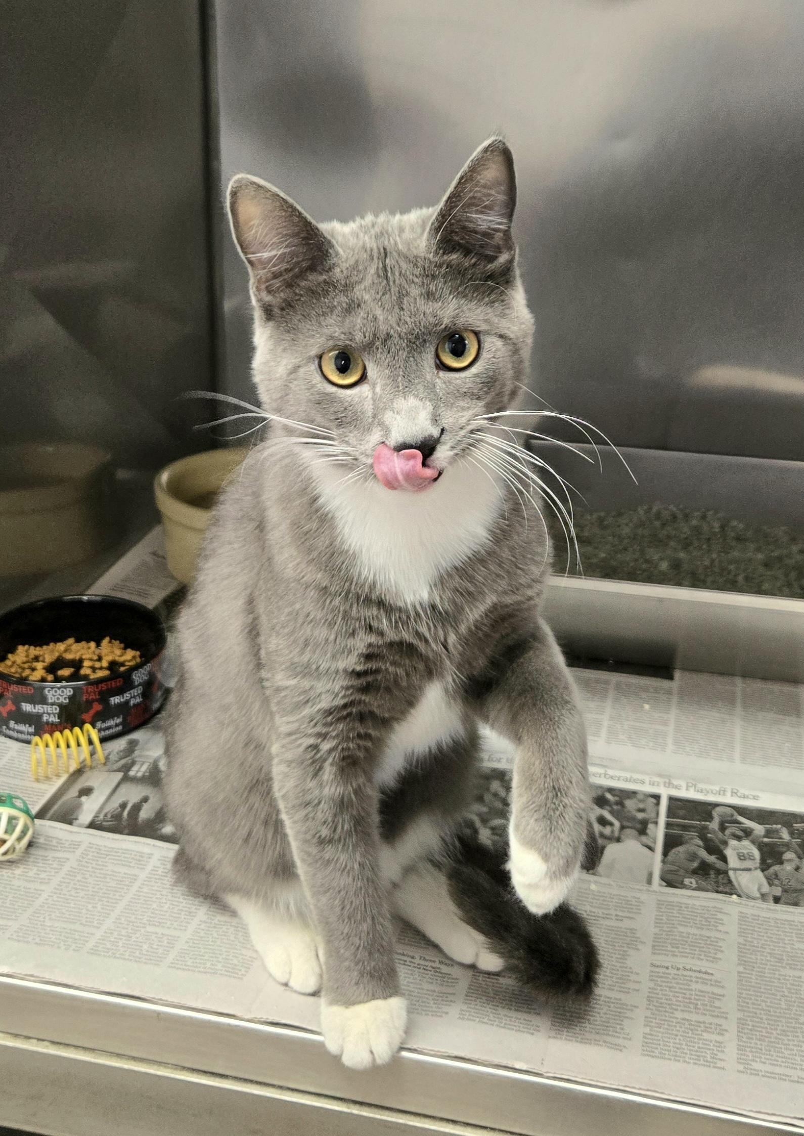 Enlarge Shark, an adopted Domestic Short Hair in Arlington Heights, IL image 3/6