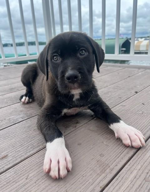 Drake, Baby Male Retriever