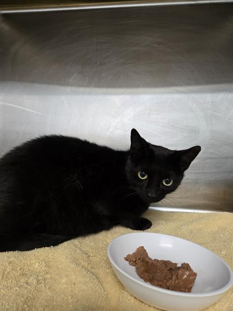 Enlarge BAILEY, a Adoptable Domestic Short Hair in London, ON image 1/1