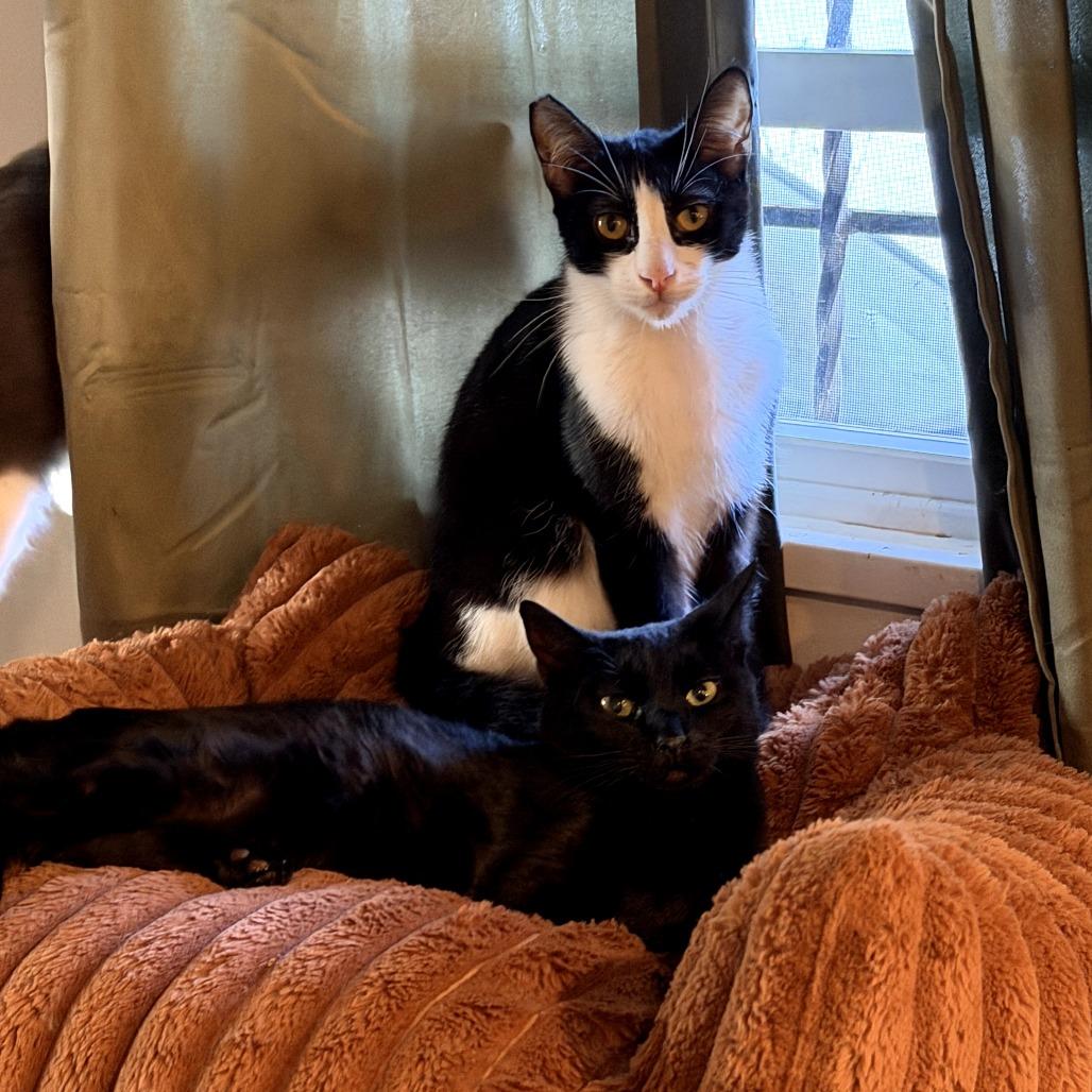 Nona, Adoptable, Young Female Domestic Short Hair.