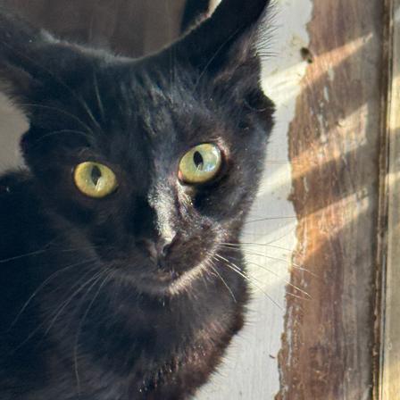 Enlarge Nona, a Adoptable Domestic Short Hair in Brea, CA image 2/4