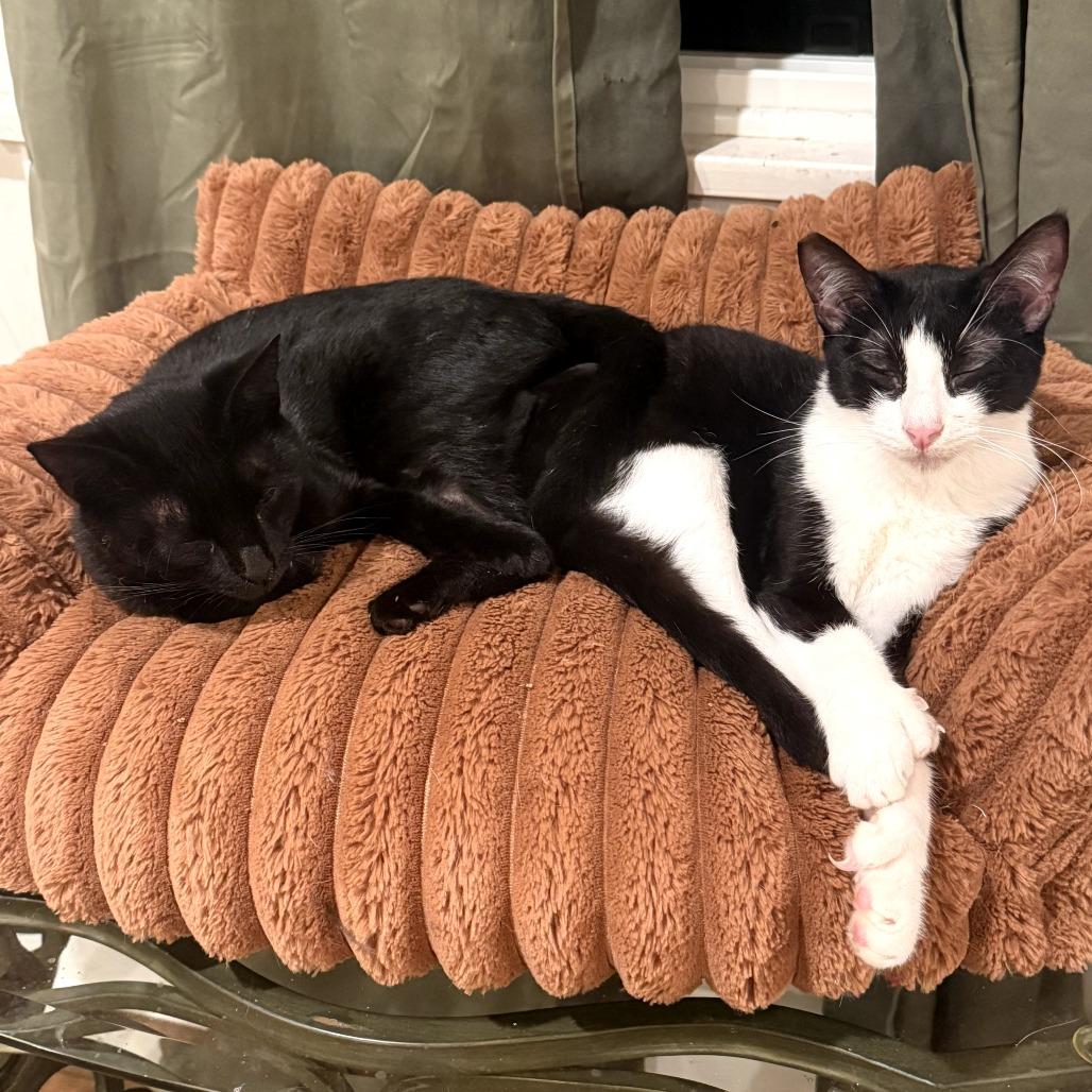 Enlarge Nona, a Adoptable Domestic Short Hair in Brea, CA image 3/4