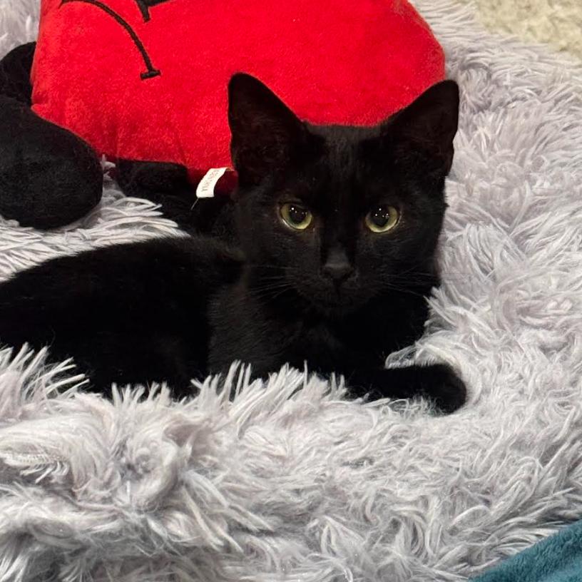 Enlarge Nona, a Adoptable Domestic Short Hair in Brea, CA image 4/4