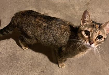 Buglette, Adoptable, Young Female Domestic Short Hair & Domestic Short Hair.