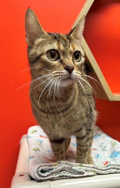 Buglette, a Adoptable Domestic Short Hair in Willmar, MN image 2/2