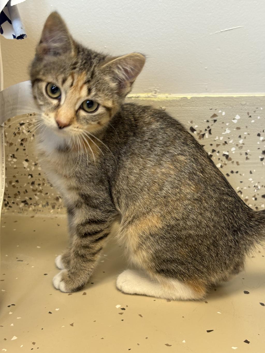 Pepper, an adoptable Torbie in Little Falls, MN, 56345 | Photo Image 1