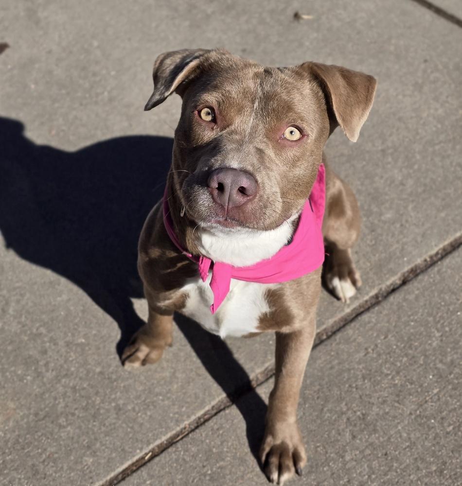 Enlarge Spirit, a Adoptable mixed breed in Sedalia, CO image 1/6