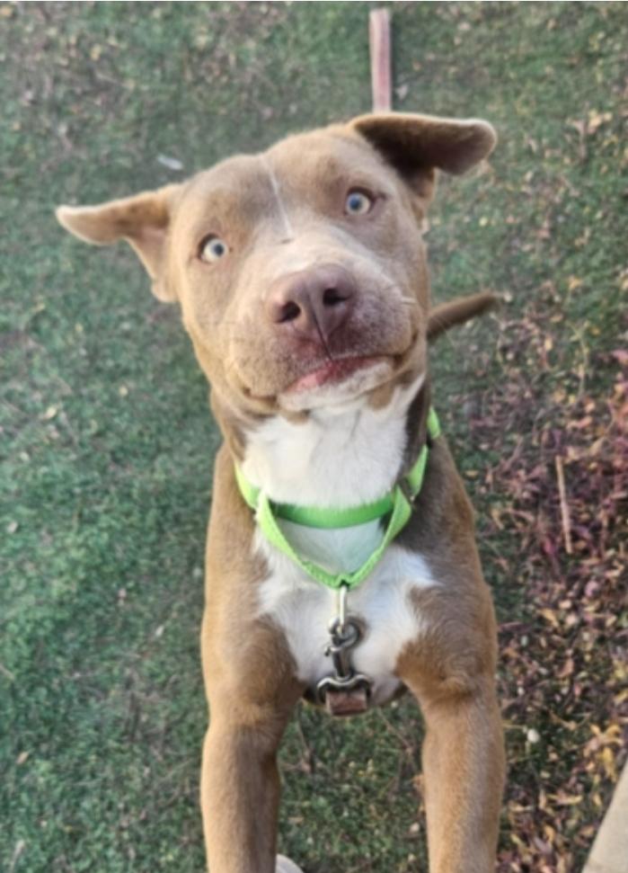 Spirit, Adoptable, Young Female Pit Bull Terrier.