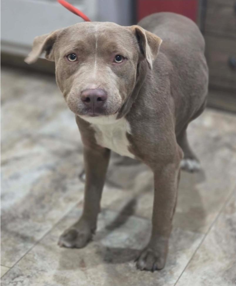 Enlarge Spirit, a Adoptable mixed breed in Sedalia, CO image 2/6