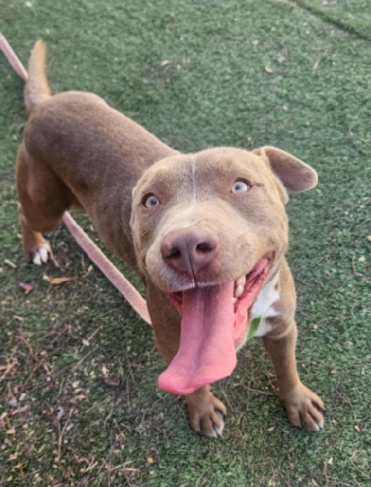 Enlarge Spirit, a Adoptable mixed breed in Sedalia, CO image 3/6