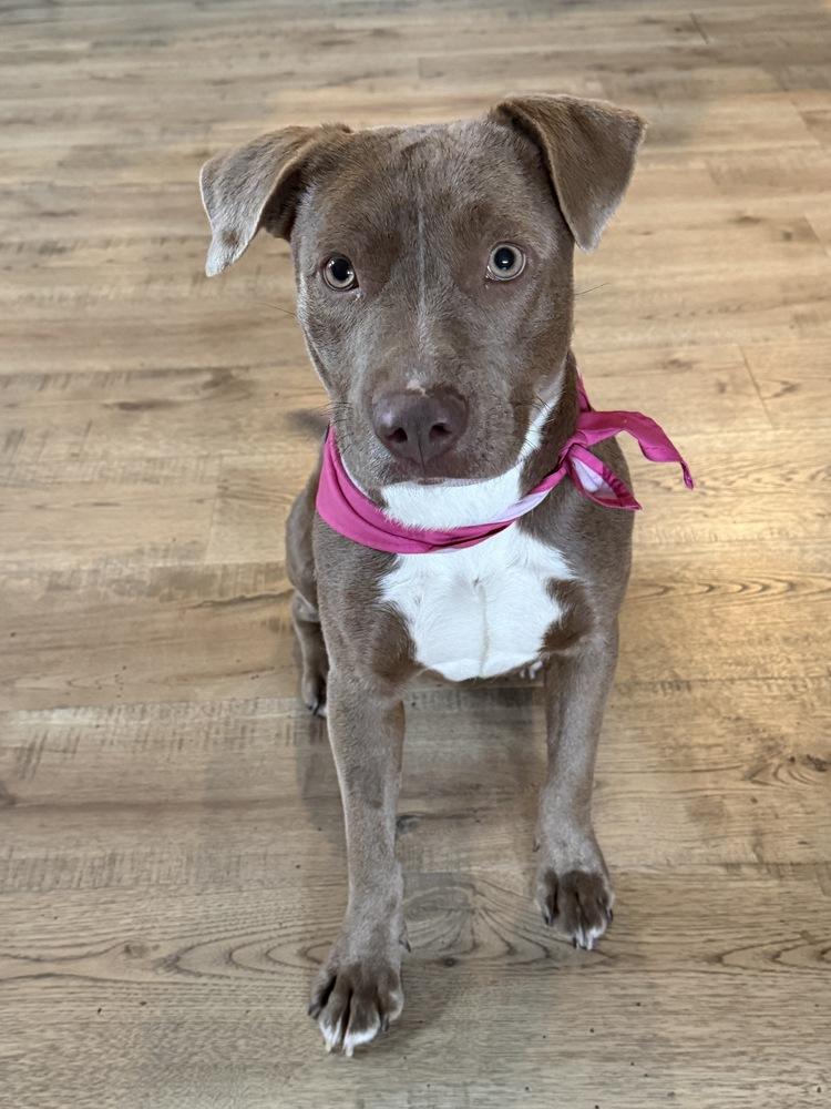 Enlarge Spirit, a Adoptable mixed breed in Sedalia, CO image 4/6