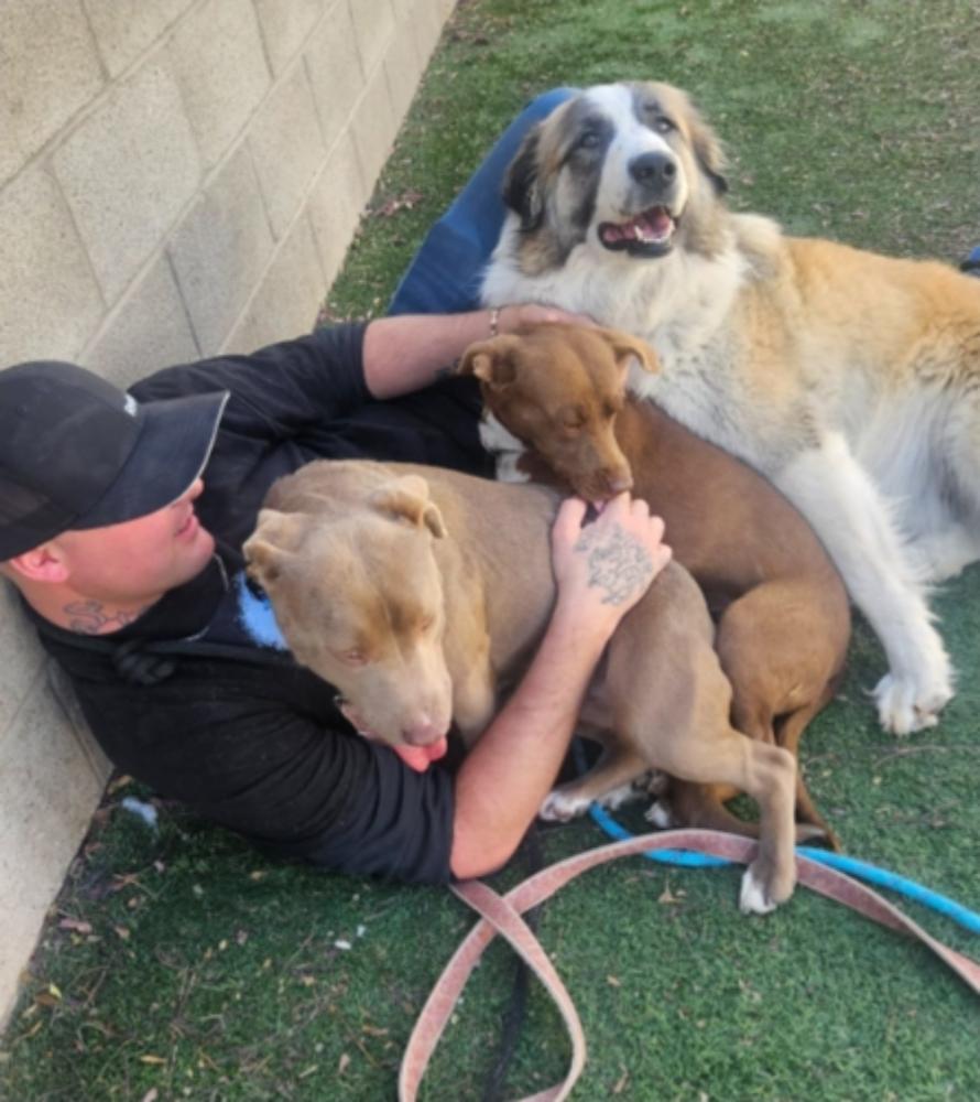 Enlarge Spirit, a Adoptable mixed breed in Sedalia, CO image 4/6