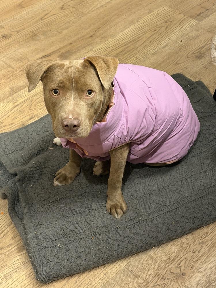 Enlarge Spirit, a Adoptable mixed breed in Sedalia, CO image 5/6