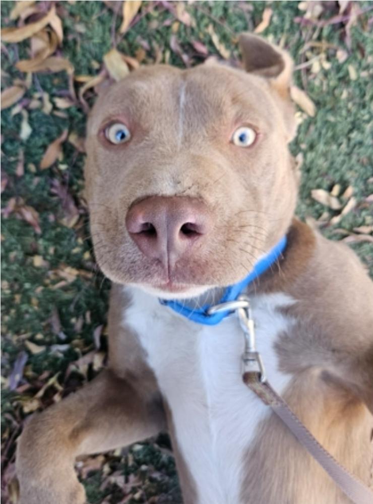 Enlarge Spirit, a Adoptable mixed breed in Sedalia, CO image 5/6