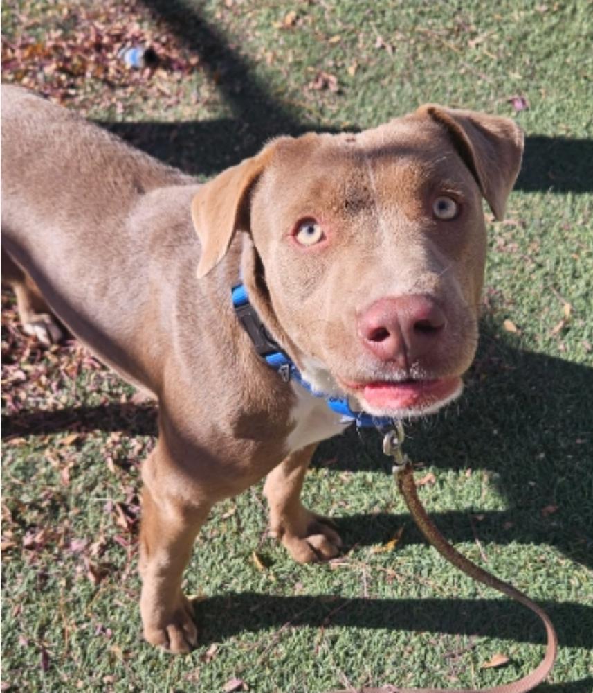 Enlarge Spirit, a Adoptable mixed breed in Sedalia, CO image 6/6