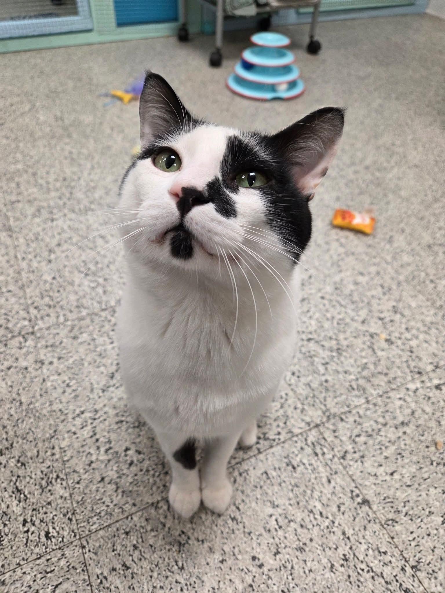 Mr. Moo -CHWK Mr. Pets, adopted, Adult Male Domestic Short Hair.