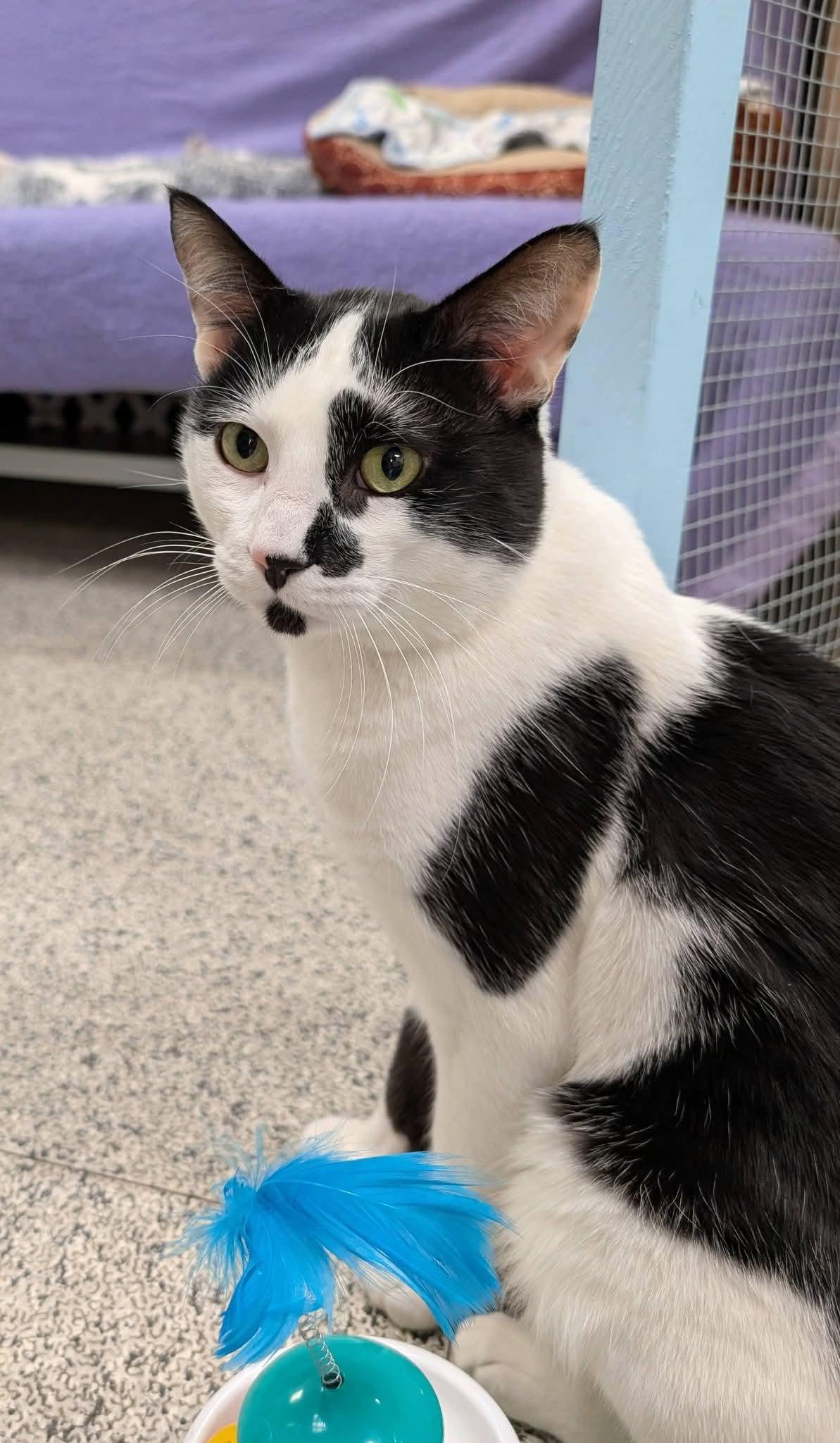 Mr. Moo -CHWK Mr. Pets, an adopted Domestic Short Hair in Chilliwack, BC image 3/3