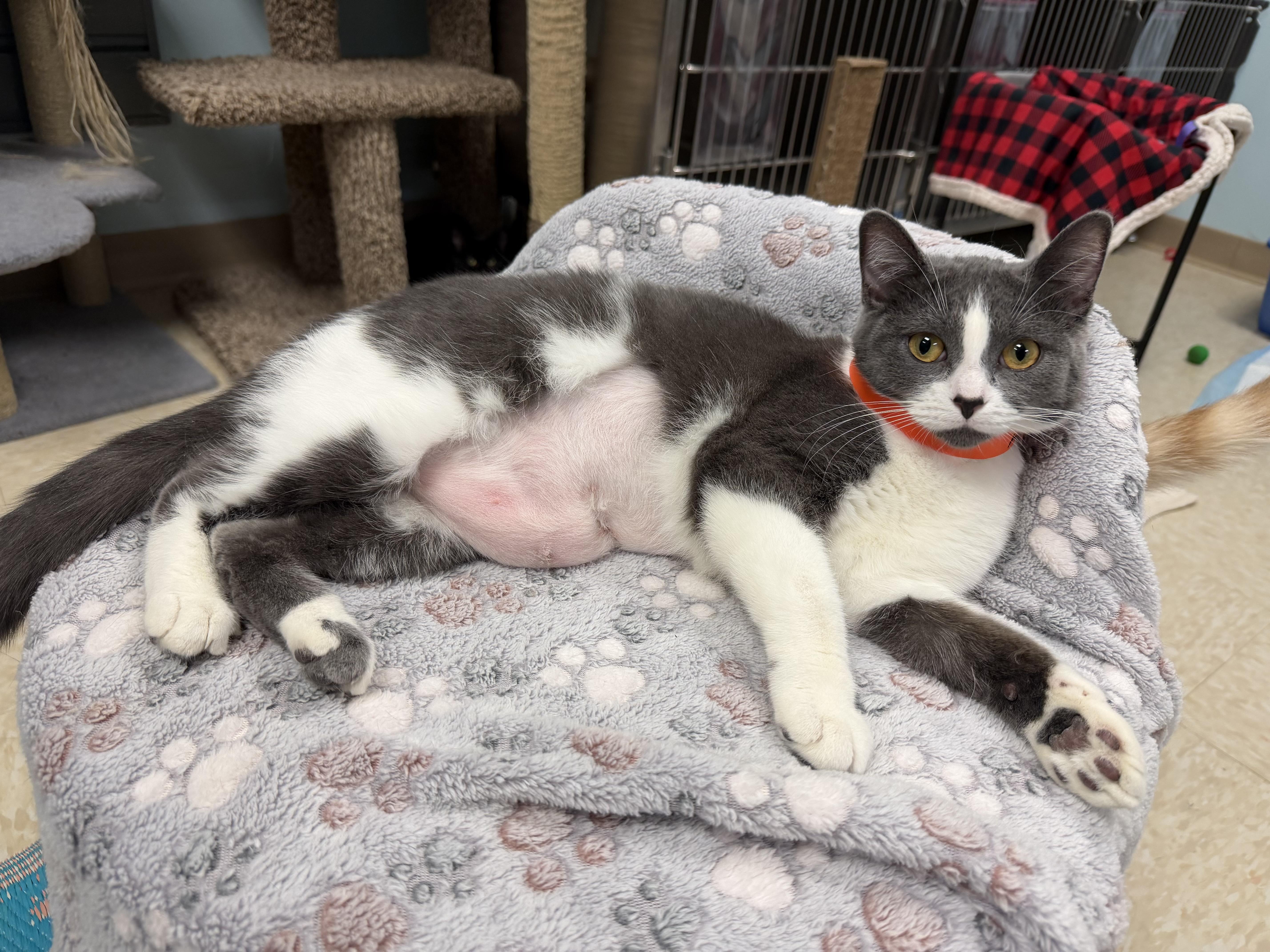 Enlarge Rosie, a Adoptable mixed breed in Crystal Lake, IL image 1/1