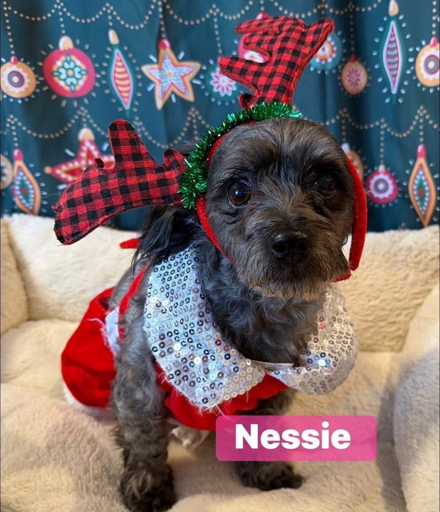 Enlarge Nessie, a Adoptable mixed breed in Scranton, PA image 1/1