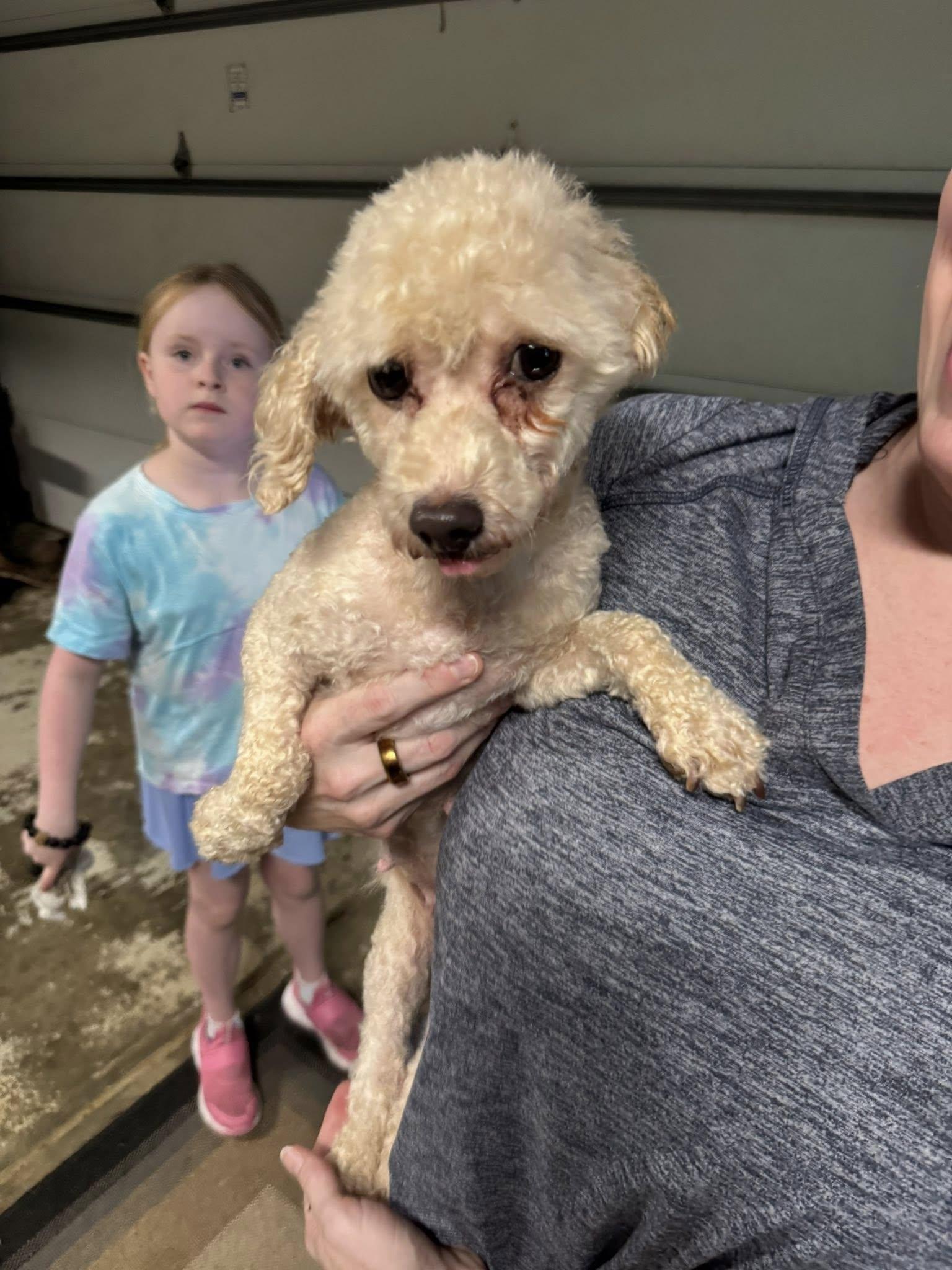 Enlarge Tan (oodles of poodles), an adopted mixed breed in Matthews, NC image 1/1