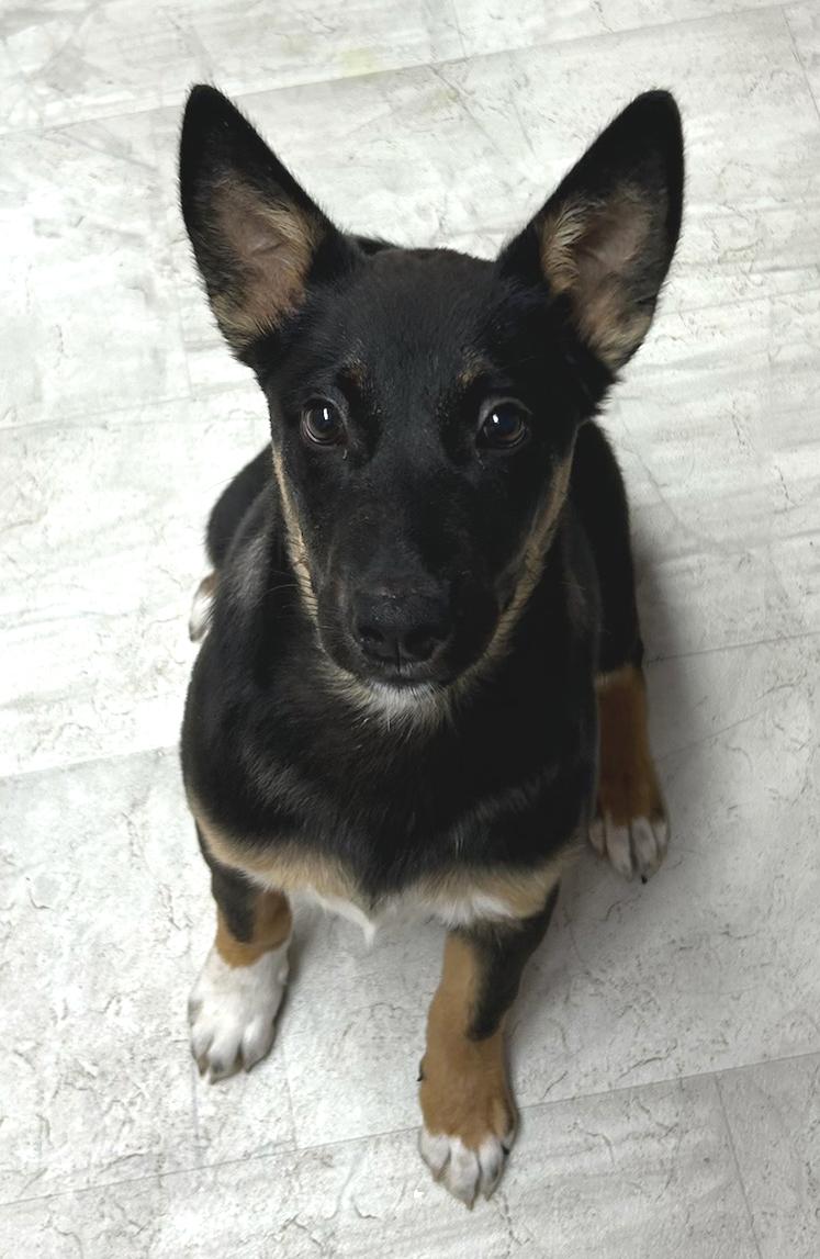 Enlarge Buttercup, a Adoptable Cattle Dog in Neillsville, WI image 3/4