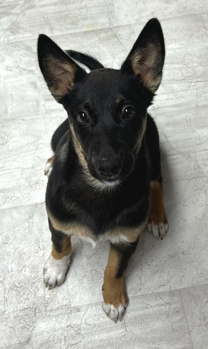 Enlarge Buttercup, a Adoptable Cattle Dog in Neillsville, WI image 2/4