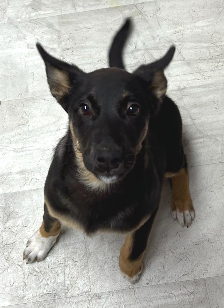 Enlarge Buttercup, a Adoptable Cattle Dog in Neillsville, WI image 4/4