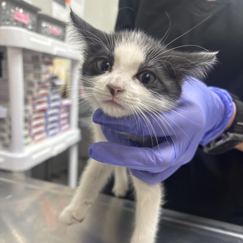 Gracie, Adoptable, Kitten Female Domestic Short Hair.