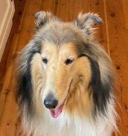 Enlarge Sassy - ADOPTED!!!, a Adoptable Collie in York, ON image 1/3