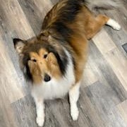 Enlarge Sassy - ADOPTED!!!, a Adoptable Collie in York, ON image 2/3